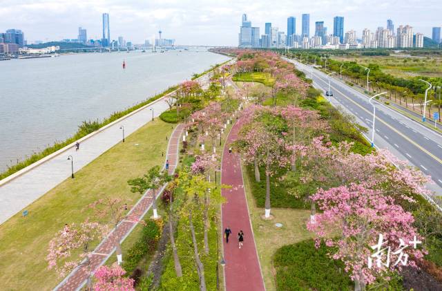橫琴花海長廊延綿十余里，被各類花卉裝點(diǎn)成粉色浪漫海洋。 圖源：南方日報(bào)