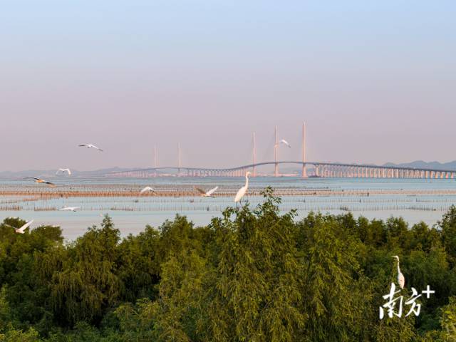 黃茅?？绾Ｍǖ澜T一側(cè)，鷺鳥成群結(jié)對在此嬉戲，與遠(yuǎn)處的大橋相映成趣 。