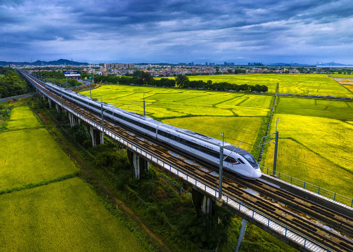 高鐵穿行在廣東中山鄉(xiāng)村金色稻田之上（2023年6月4日攝，無(wú)人機(jī)照片）。新華社發(fā)（張鑒來(lái) 攝）